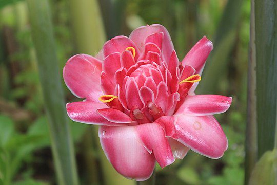 Ginger flower Botanic_garden_Limbe_Cameroon