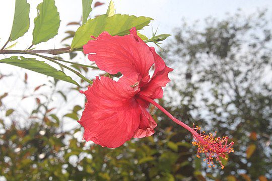 Hibiscus flower_Botanic_garden_Limbe_Cameroon