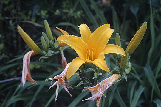 Lily Lilium botanic_garden_Limbe_Cameroon.