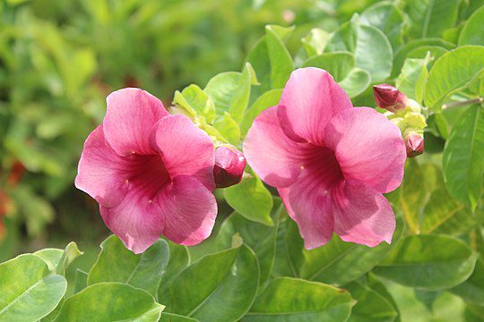 Mandevilla_flower_Botanic_garden_Limbe