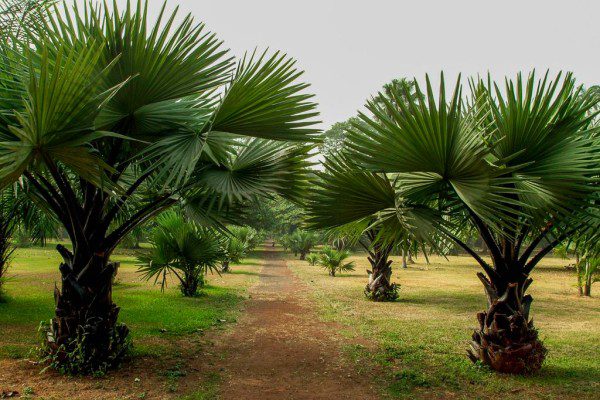 the botanic garden of limbe