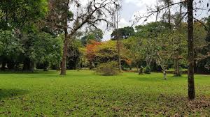 trees in botanic garden of limbe