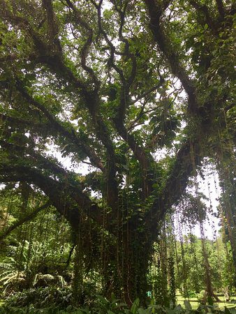 treee in botanic garden of limbe