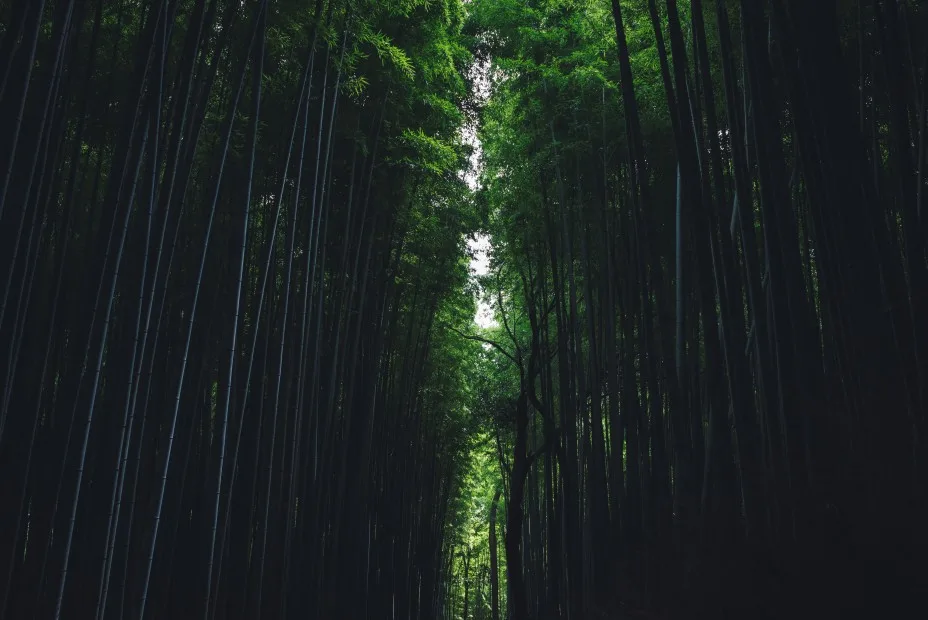 Arashiyama Bamboo Grove, Kyoto