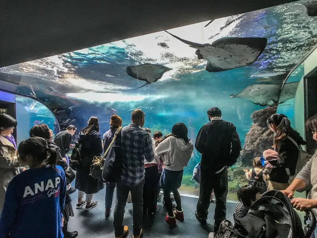 Enoshima Aquarium - Rascal Does Not Dream of bunny girl senpai real life locations