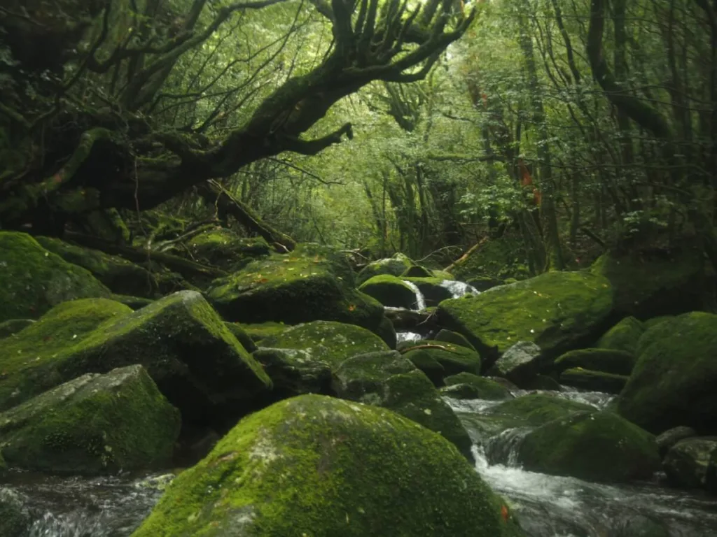 Princess Mononoke - Yakushima, Japan