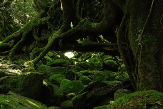 Visiting the Real life Location Princess Mononoke settings in Japan, yakushima forest