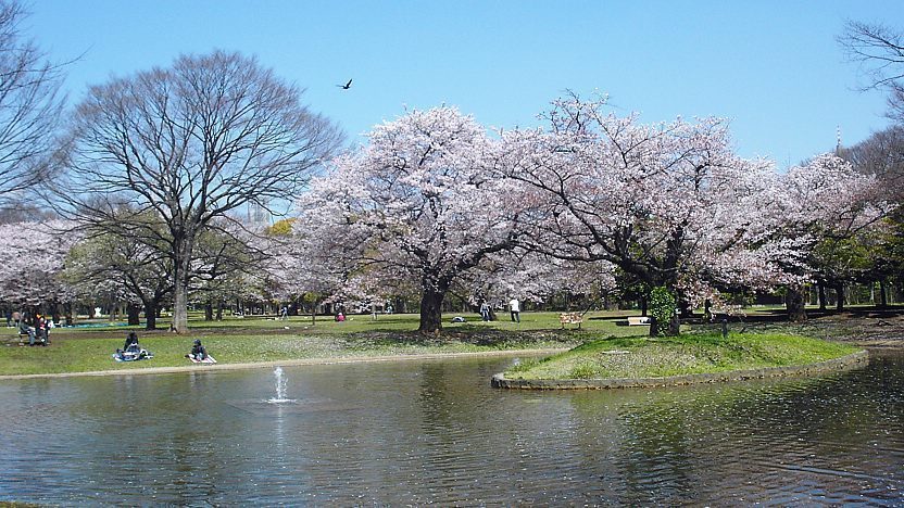 Yoyogi Park, Shibuya