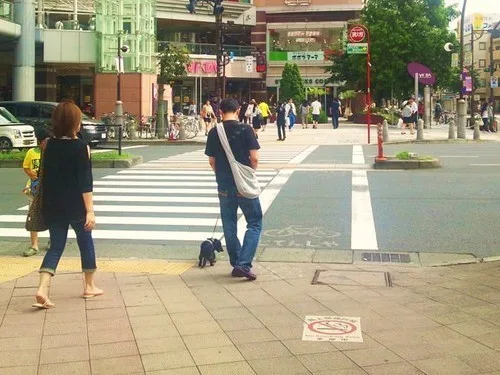 Visiting Whisper of Heart Locations in Tokyo, Japan, Seiseki-Sakuragaoka Station