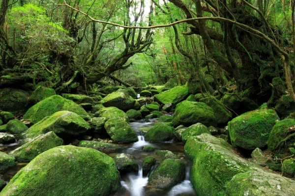 Yakushima Island - Princess Mononoke