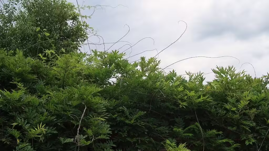 Tajima East Park (Tajima-higashi Park) - Yofukashi no Uta Real life Locations in Japan