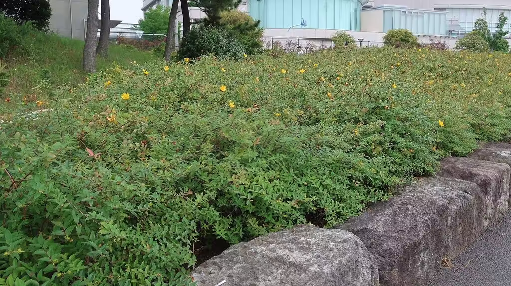 Odaiba Seaside Park